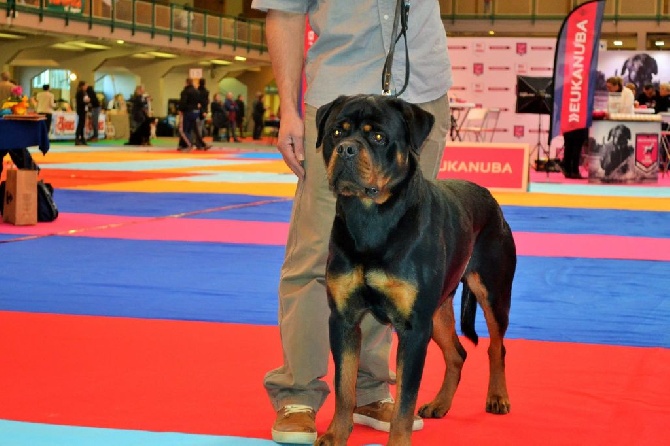 Des Gardiens Du Neckar - CACIB ORLEANS