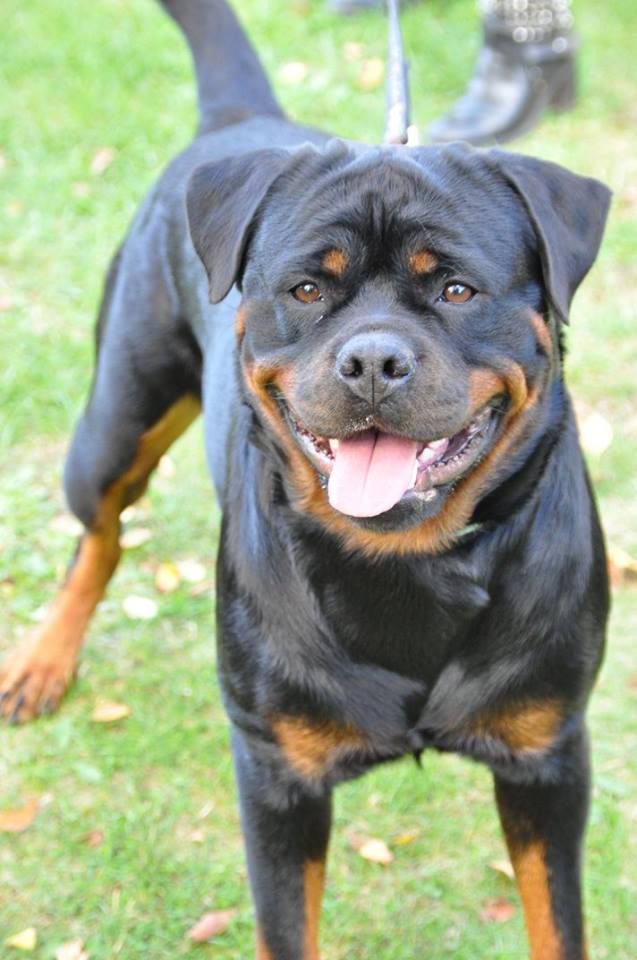 Jade Des Gardiens Du Neckar