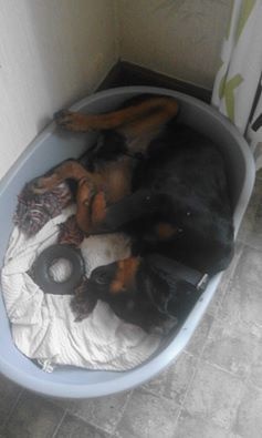 Portée Fara & I'Capone : Nouvelles des chiots 