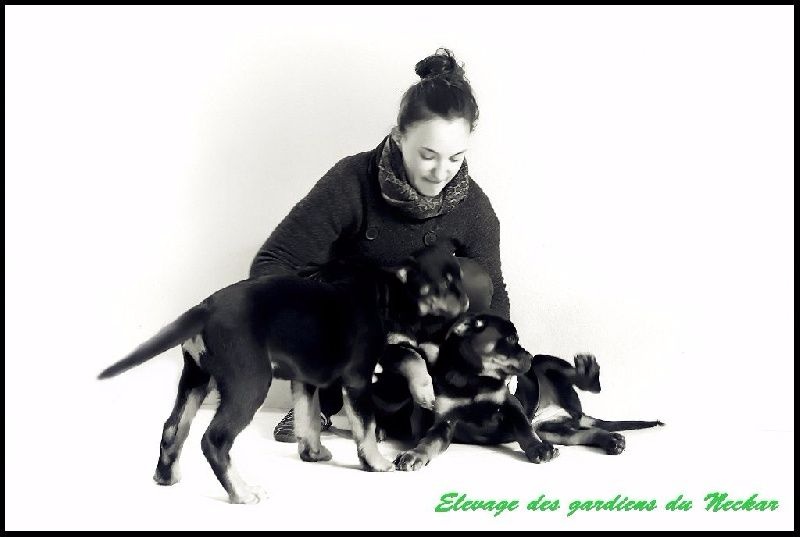 Portée Fara & Cochise : Nouvelles des chiots 