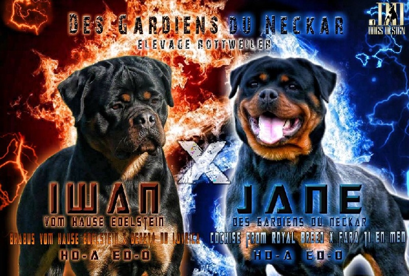 Des Gardiens Du Neckar - Rottweiler - Portée née le 07/09/2016
